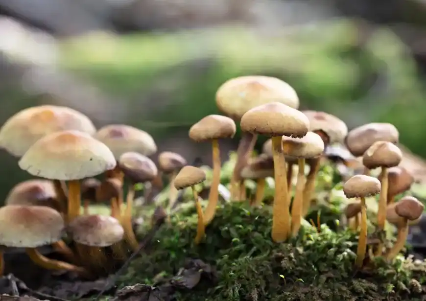 Psilocibe,  Chocohongos