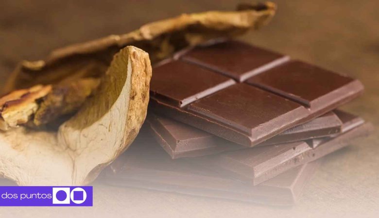 Psilocibe, Lhongos alucinógenos México, chocohongos, María Sabina hongos, psilocibina México, hongos mágicos Oaxaca, chocohongos fiestas, consumo de hongos en México, teonanácatl, hongos alucinógenos clases altas, turismo hongos Oaxaca