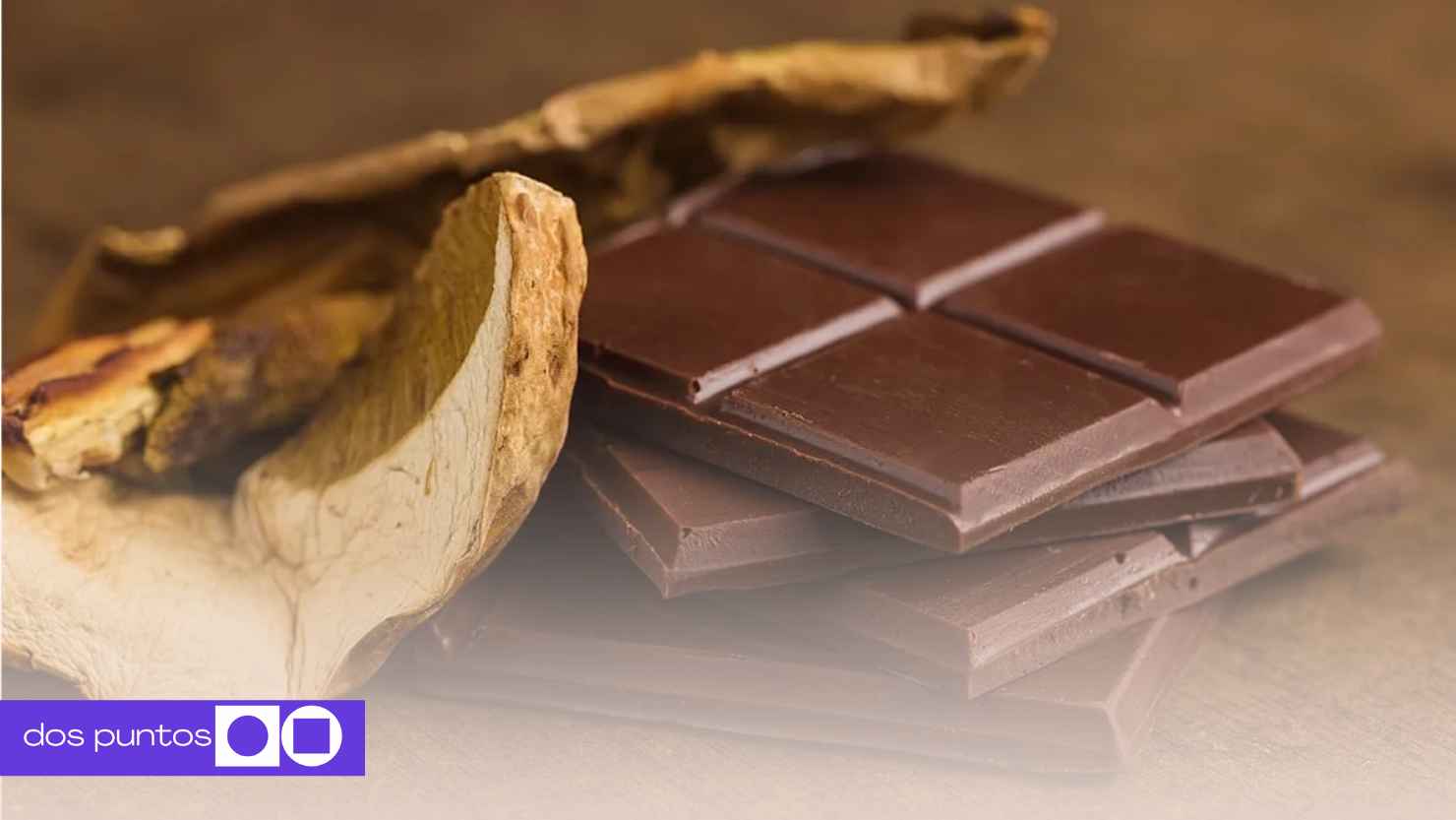 Psilocibe, Lhongos alucinógenos México, chocohongos, María Sabina hongos, psilocibina México, hongos mágicos Oaxaca, chocohongos fiestas, consumo de hongos en México, teonanácatl, hongos alucinógenos clases altas, turismo hongos Oaxaca