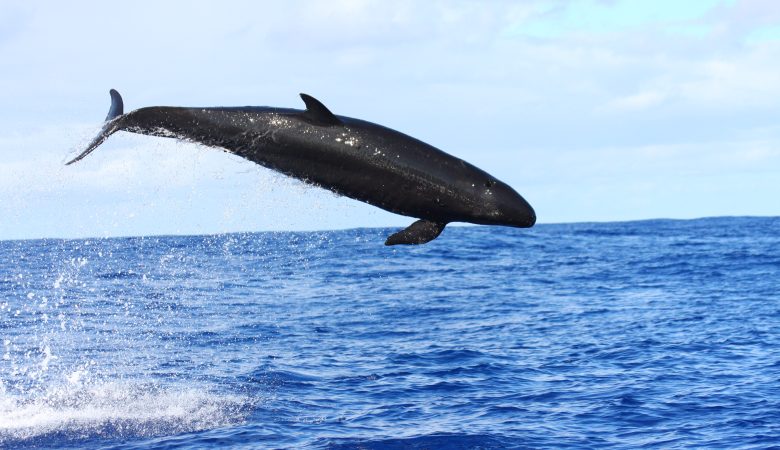 Delfines quedan a la deriva en Tasmania