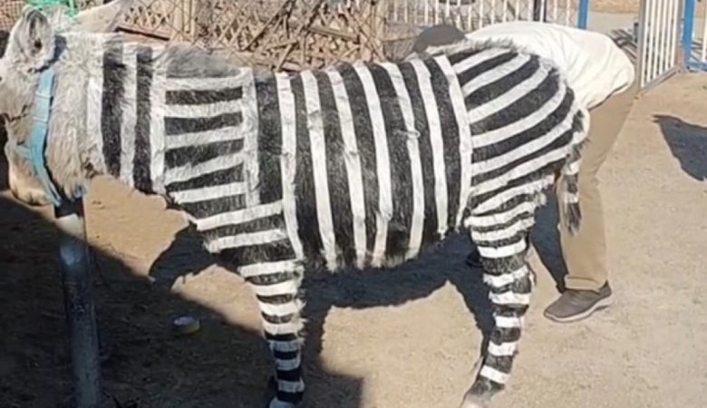 Parque de atracciones de china pinta un burro como zebra, para atraer visitantes