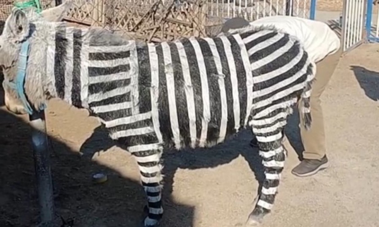 Parque de atracciones de china pinta un burro como zebra, para atraer visitantes