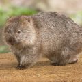 El caso de la influencer que enfureció a Australia por agarrar a un bebe wombat