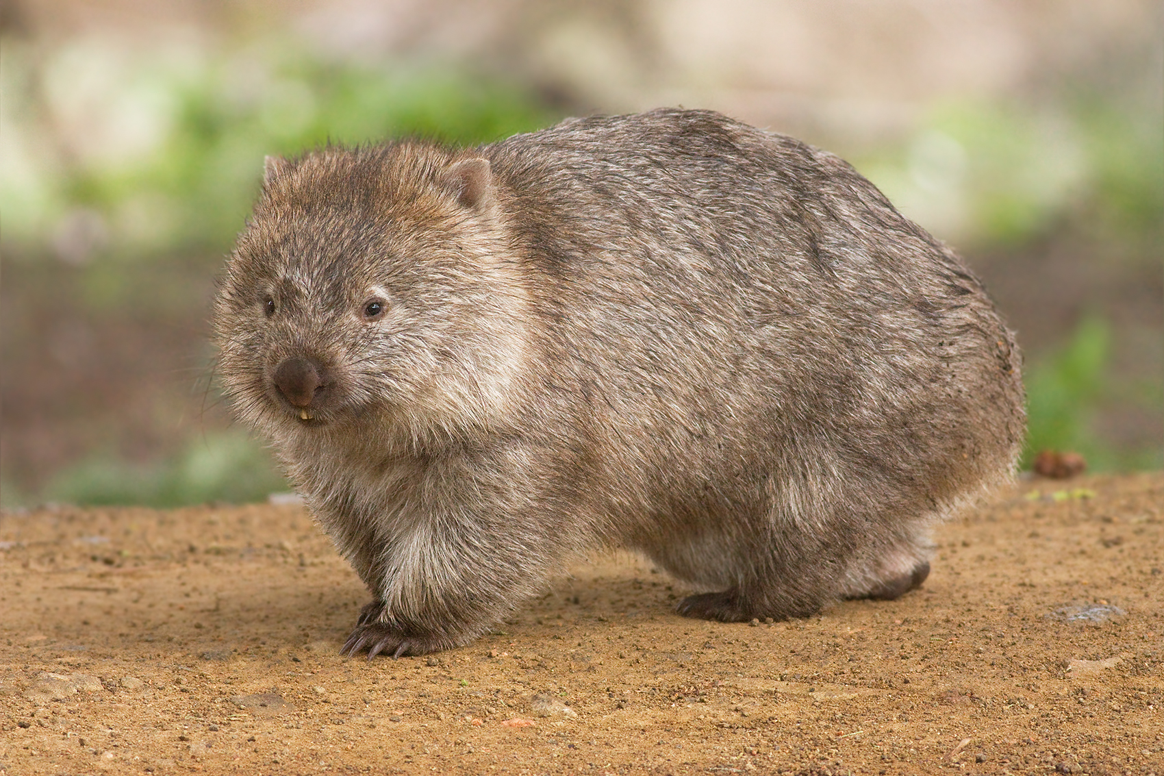 El caso de la influencer que enfureció a Australia por agarrar a un bebe wombat