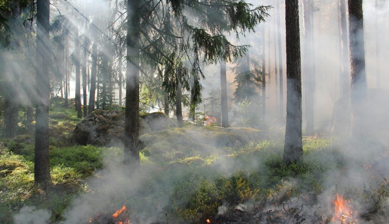 Incendios forestales, comienza la temporada en México