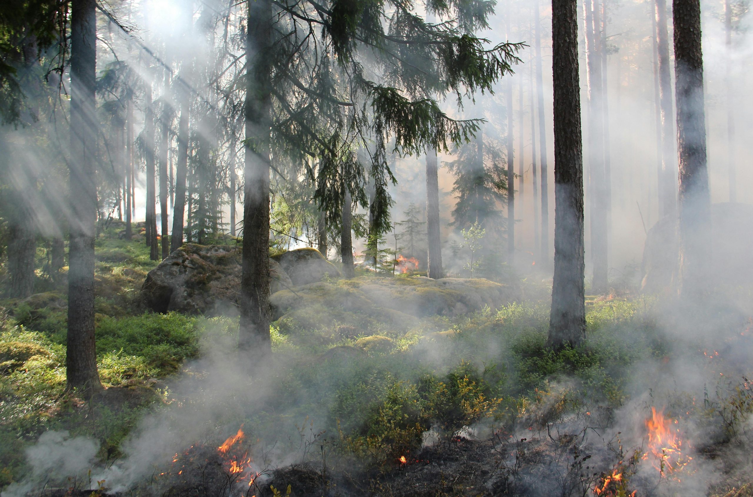 Incendios forestales, comienza la temporada en México