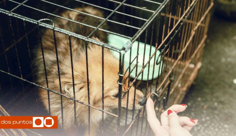 Aeroméxico: ¿Por qué maltrataron a la perrita Maple en la Ciudad de México?