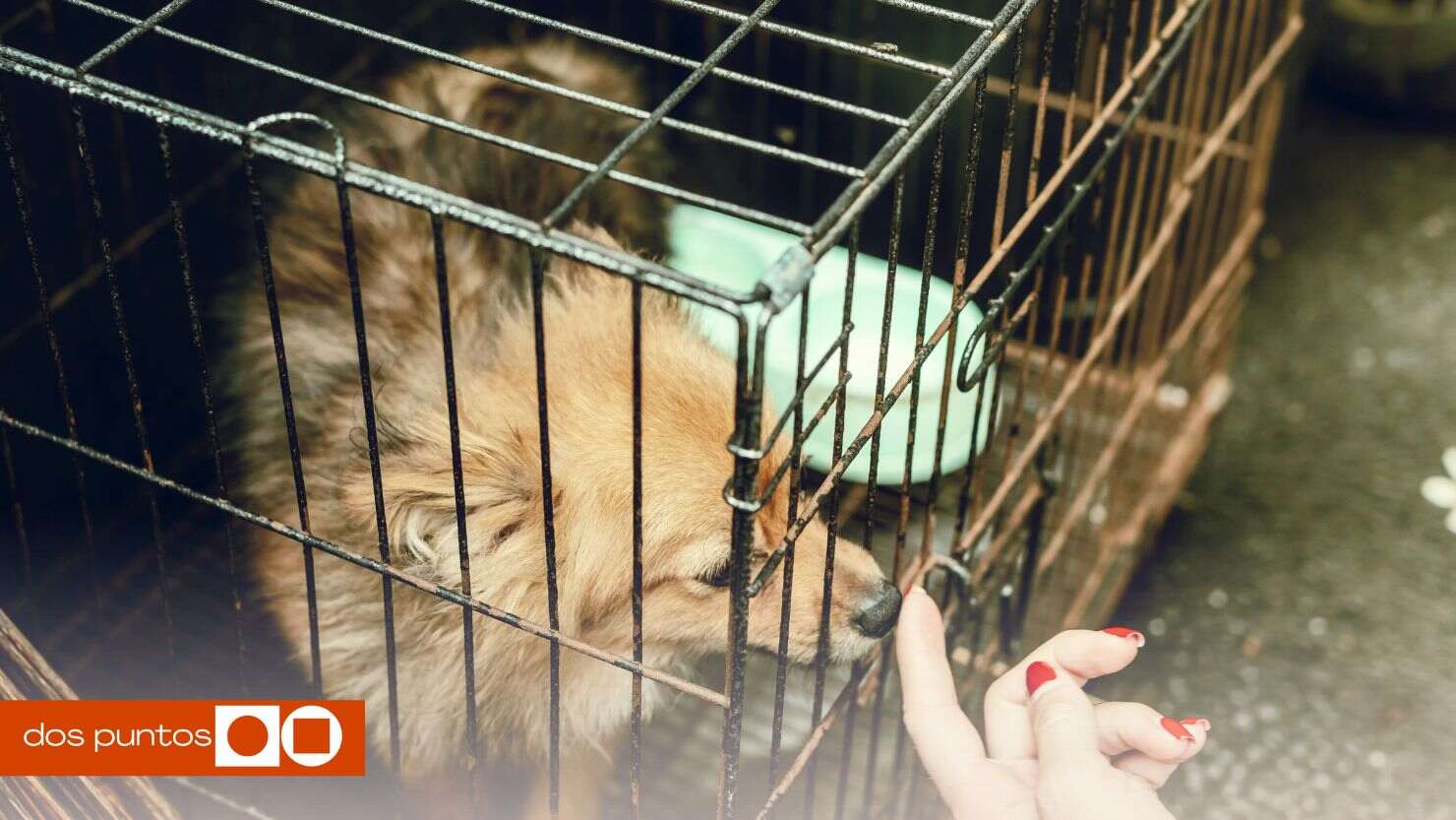 Aeroméxico: ¿Por qué maltrataron a la perrita Maple en la Ciudad de México?