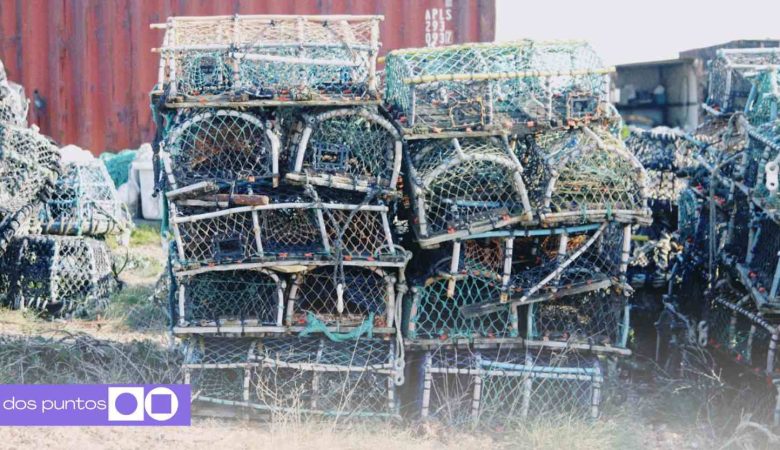 Banda de traficantes de hormigas en Kenia podría pasar 1 años en prisión