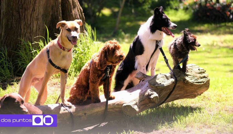 Día del perro, 21 de julio, mascota, julio, perro