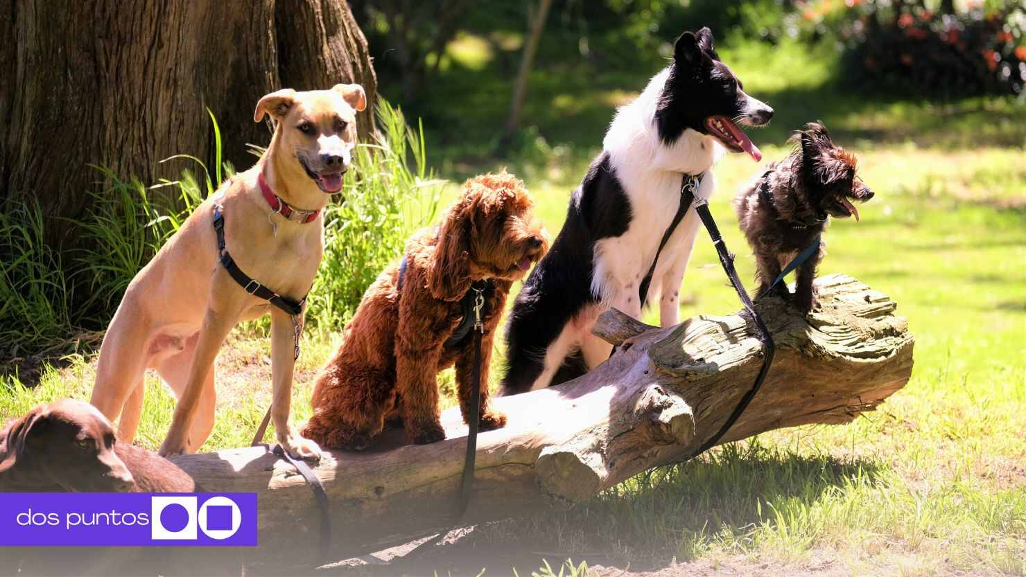 Día del perro, 21 de julio, mascota, julio, perro