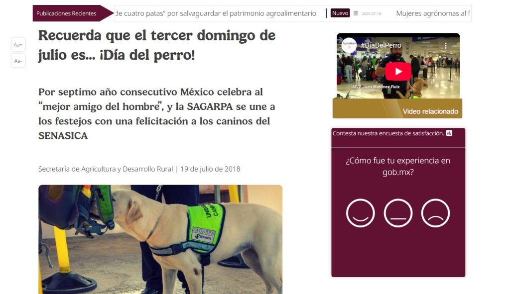 El mejor amigo del hombre se merece que le celebremos al menos un día del año, por eso varias organizaciones, nacionales e internacionales se han unido para declarar el 21 de julio como el día mundial del perro. Aquí resolvemos todas tus preguntas sobre los orígenes de la mascota, como lo puedes celebrar y todo lo relacionado al día del perro.