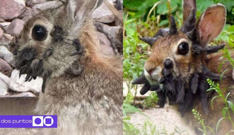Conejos con cuernos, Virus de papiloma de Shope, Conejos, Papiloma, Colorado, 2