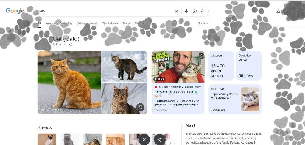 Todos los dueños de michis de México están teniendo un día muy especial, porque el 8 de agosto celebramos el Día Internacional del Gato y este año 2025 te vamos a contar todo. Desde cómo celebrarlo, los orígenes del nombre “Michi” e incluso otras fechas del año en las que puedes celebrar el día del gato este 2025.