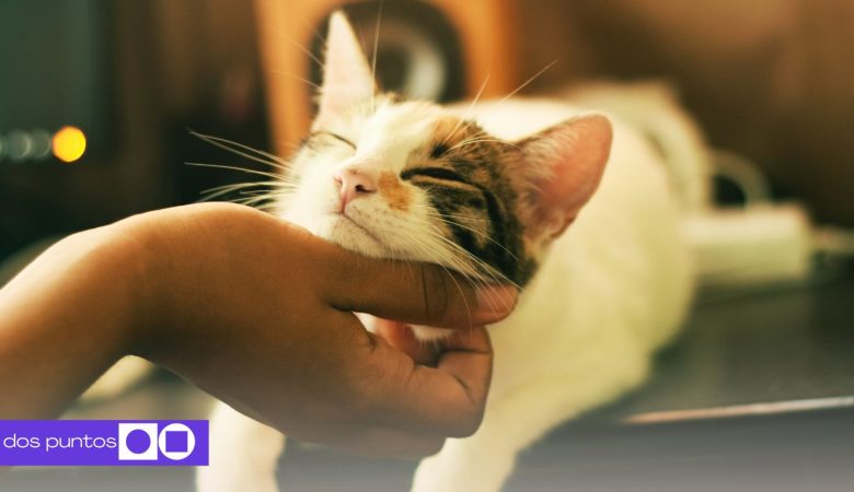 Día del gato 2025, Michi, Día del gato, Gato, 8 de agosto (2)