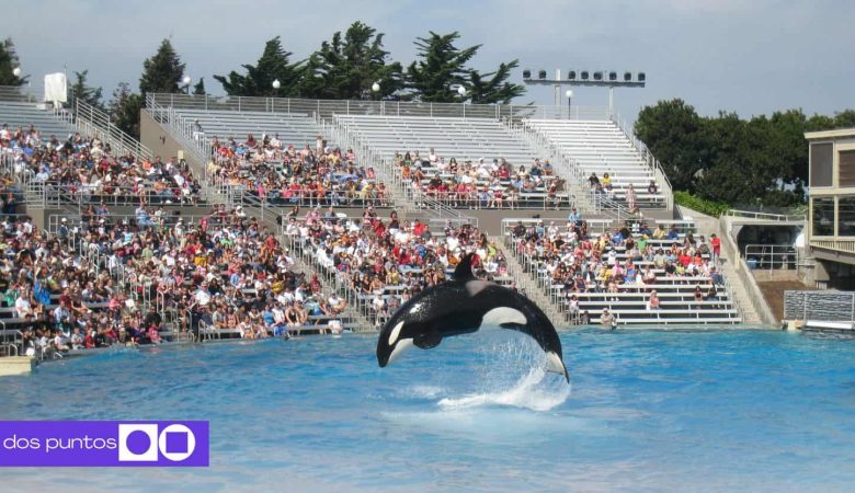 Jessica Radcliffe, Orca, Video Jessica Radcliffe, Entrenadora, Tilikum