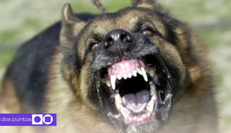 Rabia humana, rabia, Colima, Zacatecas, Rabia México, a