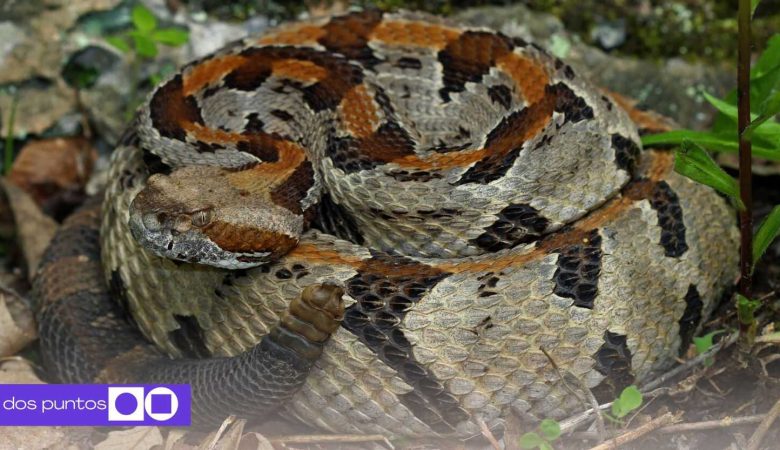 Senderista Tenessee, Serpientes de Tenessee, Excursionista Tenessee, Serpientes venenosas, que serpientes hay en tenesse, Savage Gulf State Park