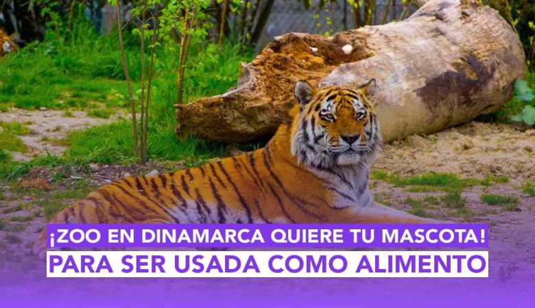 En esta edición de Dos News te contamos sobre el violento ataque a un hombre dentro de una iglesia, que ha causado indignación en todo el país. Desde Dinamarca, un zoológico ha causado polémica al pedir mascotas donadas como alimento para sus animales. En temas políticos, analizamos la reforma electoral propuesta en México y la visita de Alito Moreno a Estados Unidos, que desató una respuesta de Noroña. Además, te contamos por qué Trump se subió a la polémica de Sidney Sweeney, quien fue abucheada por su participación en una campaña con American Eagle. Cerramos con el aumento de precios de Spotify, el regreso inesperado de una canción de Shakira, el robo del celular de Wendy Guevara y una botarga desinflada que se volvió viral en Disney On Ice. ¿Que nos espera en mexico magico y el mundo? Enterate en dos puntos punto media, plataforma de Puebla, México