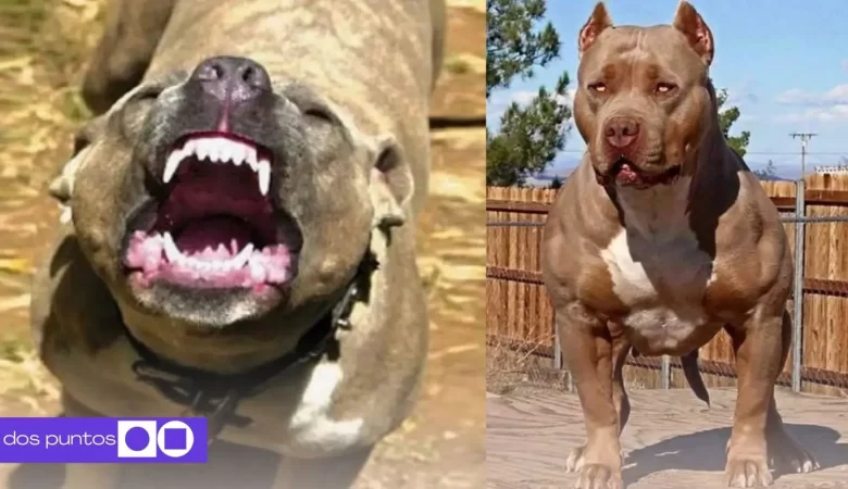 Pitbull ataca abuelita, pitbull terrier, Ciudad de México, Iztapalapa, Perros, dos puntos punto media, 1