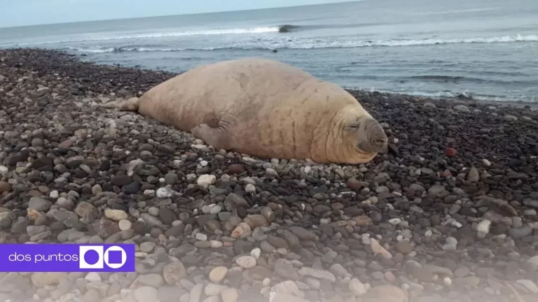 Elefante Marino, Elefante Marino Nayarit, Elefante Marino Los Ayala, Elefante Marino Compostela, Elefante Marino Playa, dos puntos, dos puntos media