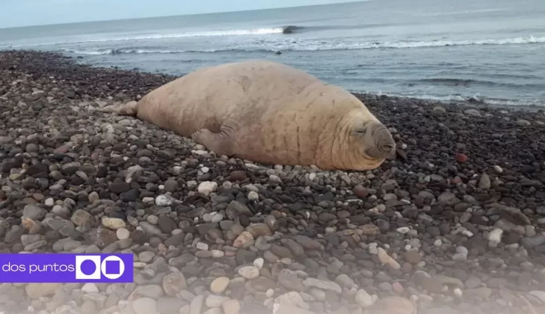 Elefante Marino, Elefante Marino Nayarit, Elefante Marino Los Ayala, Elefante Marino Compostela, Elefante Marino Playa, dos puntos, dos puntos media
