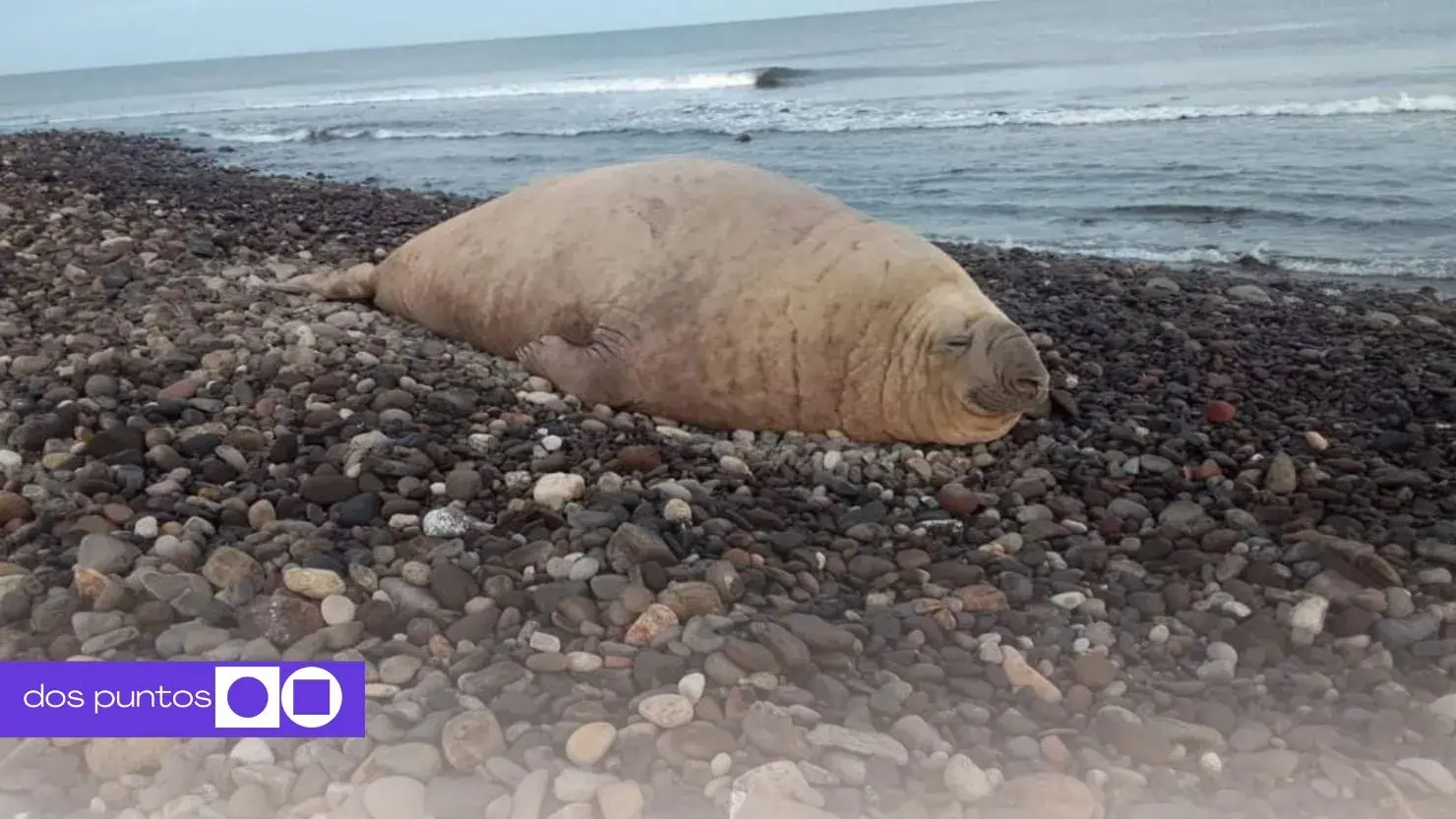 Elefante Marino, Elefante Marino Nayarit, Elefante Marino Los Ayala, Elefante Marino Compostela, Elefante Marino Playa, dos puntos, dos puntos media